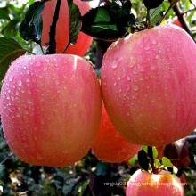 2020 new crop fresh apple varieties